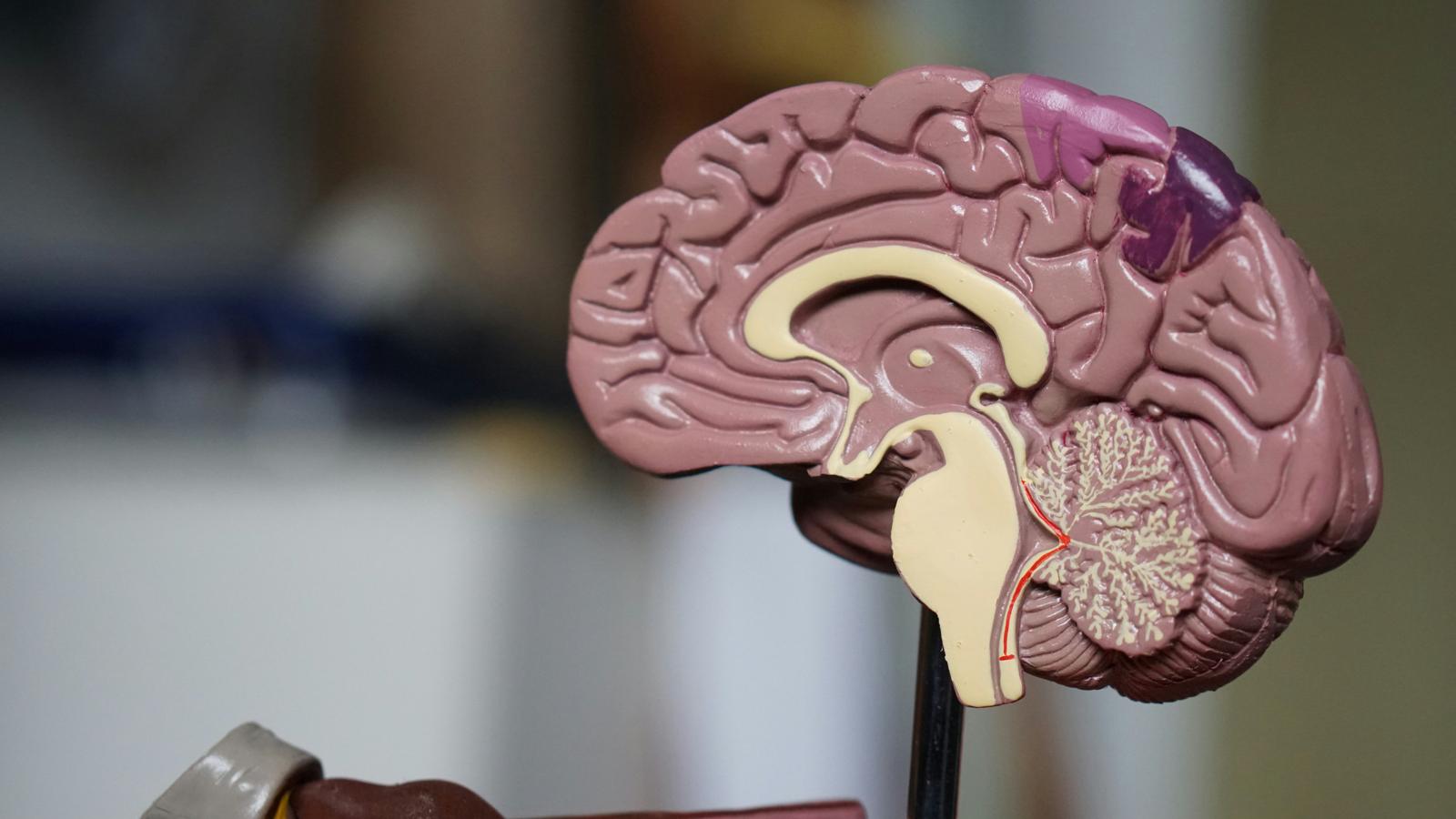 cerebro-humano-etapas-del-desarrollo