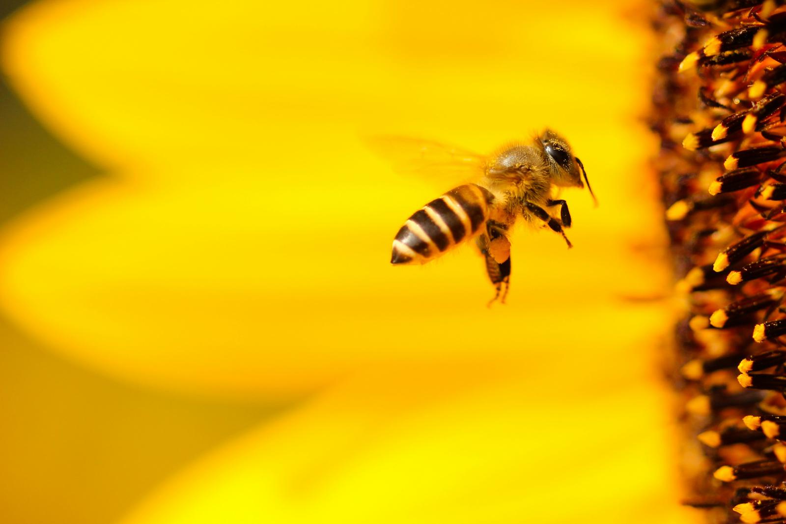 ermont-supera-record-en-especies-de-abejas