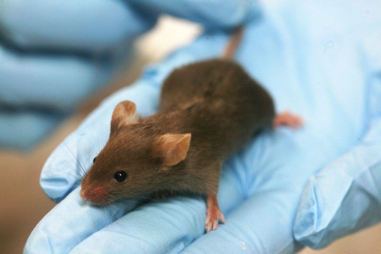 cientificos-espanoles-eliminan-cancer-pancreas-ratones