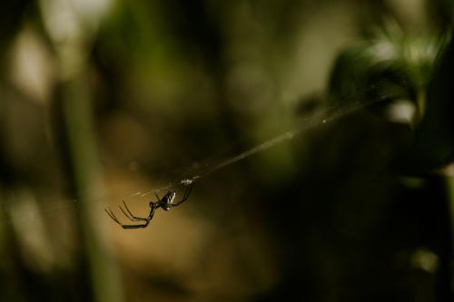 DiCaprio y Bezos crean fondo para proteger 100 especies