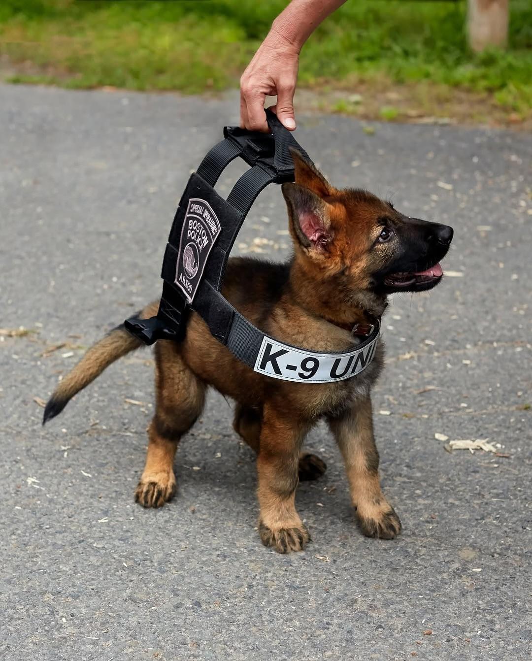 Cachorros rechazados del K9, listos para adopción en Boston