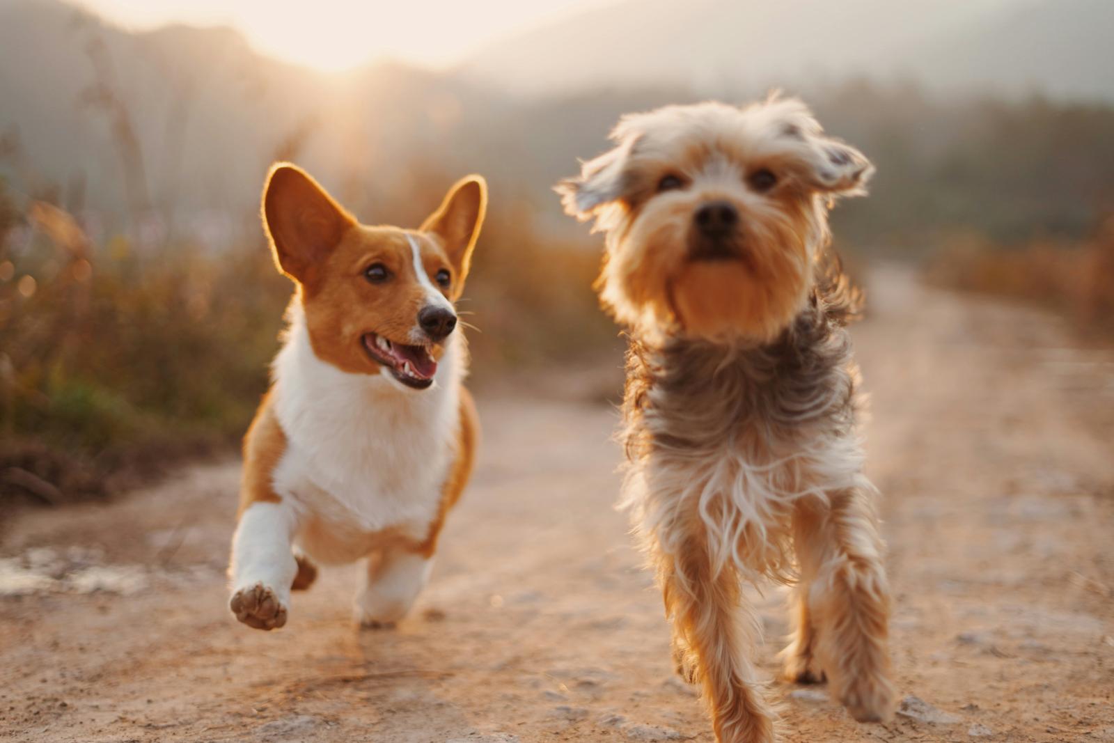 Hoy se celebra el 'Día del Perro' una fiesta de amor incondicional