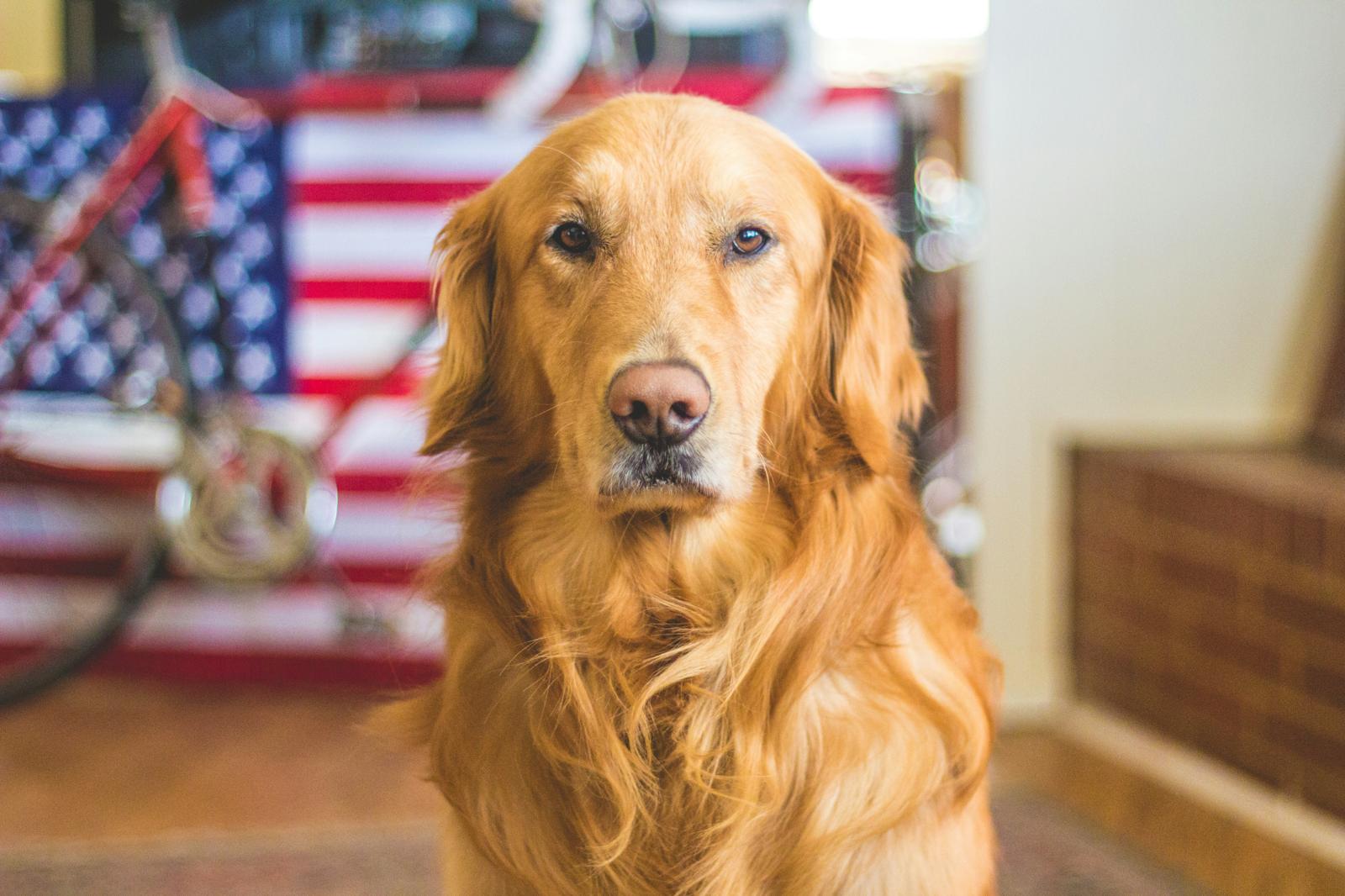Así celebra Estados Unidos el 'Día Mundial del Perro'
