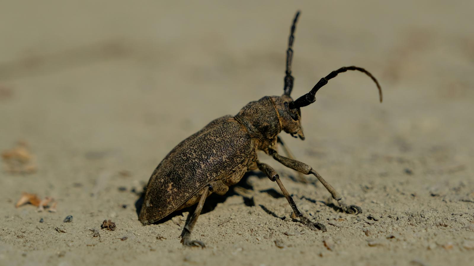 El Chagas se consolida como enfermedad endémica en EE.UU.