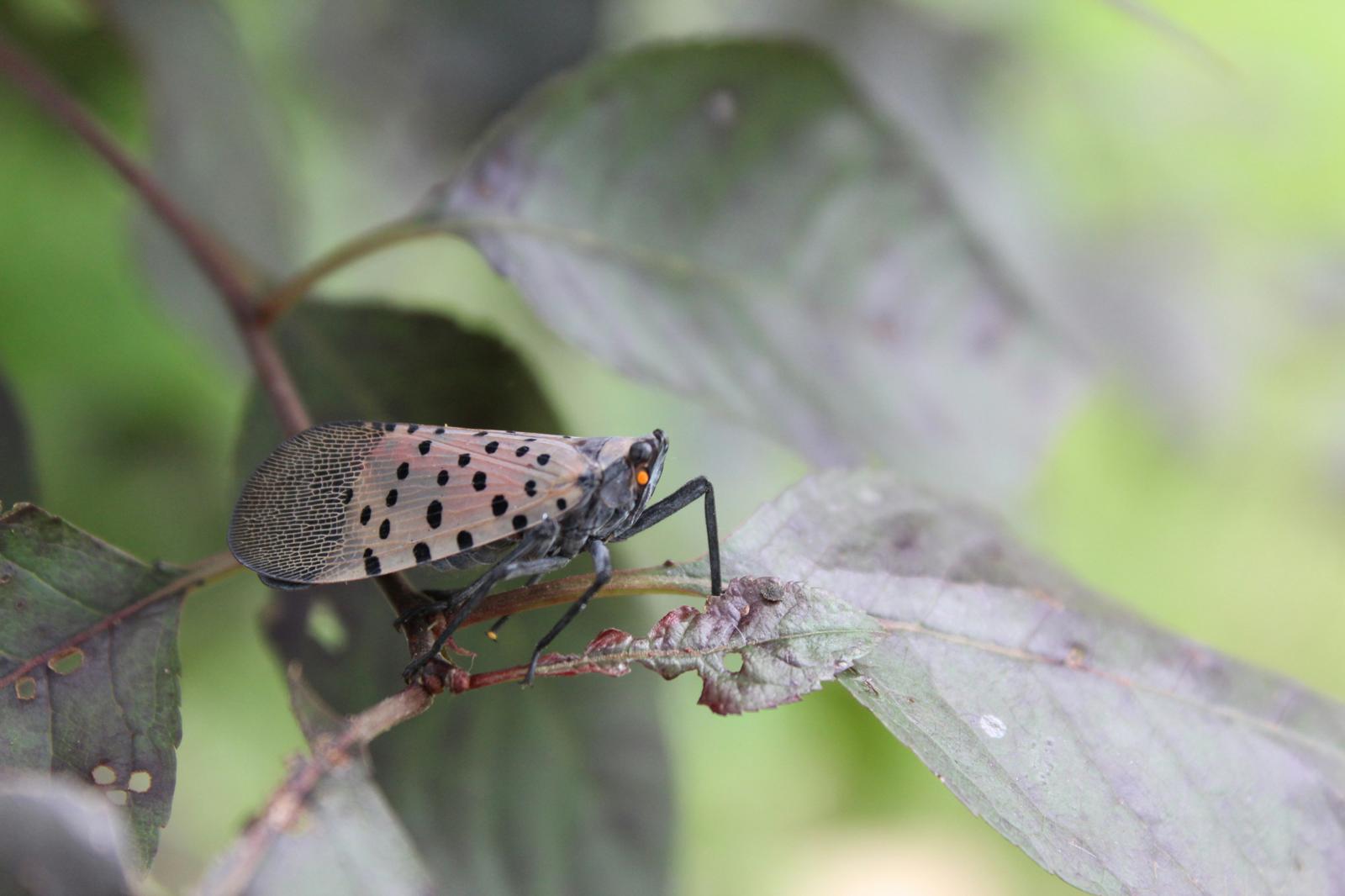 Mosca invasora de linterna se expande en Massachusetts