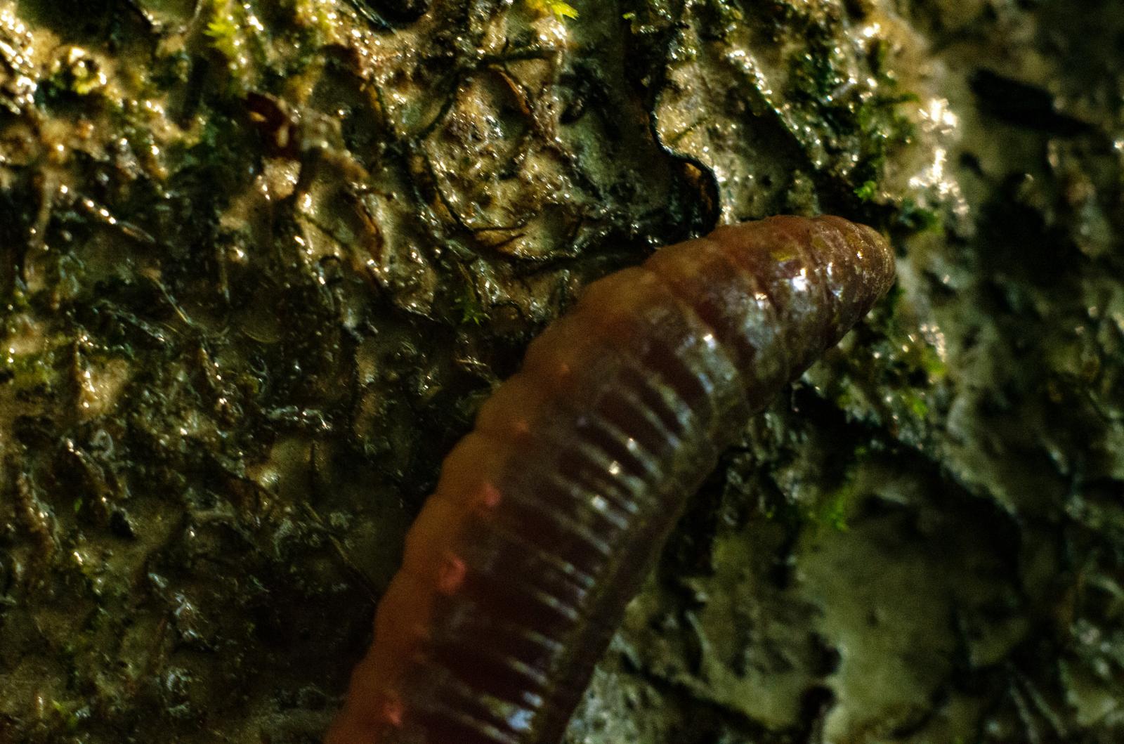Parásito 'screwworm': confirman primer caso en EE. UU
