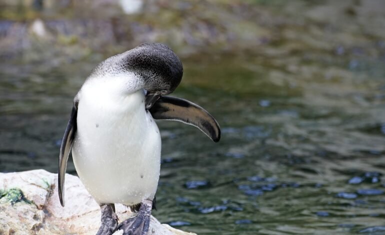 Acuario de Nueva Inglaterra Crea un Hogar de Retiro para Pingüinos