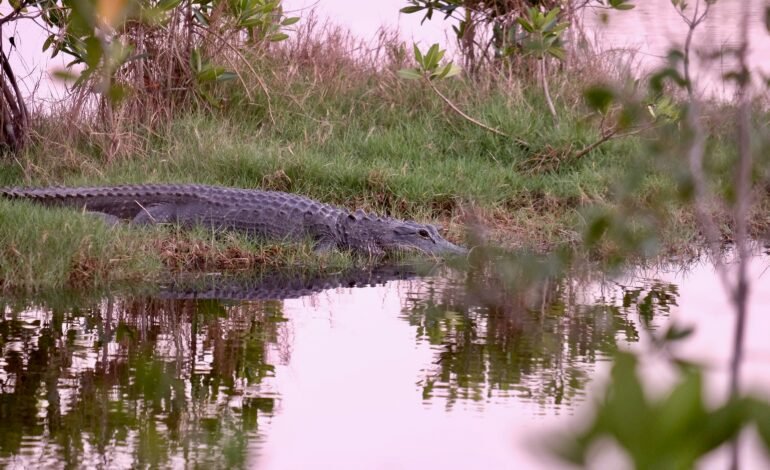Alligator Alcatraz: Grupos Ambientalistas Demandan a Florida