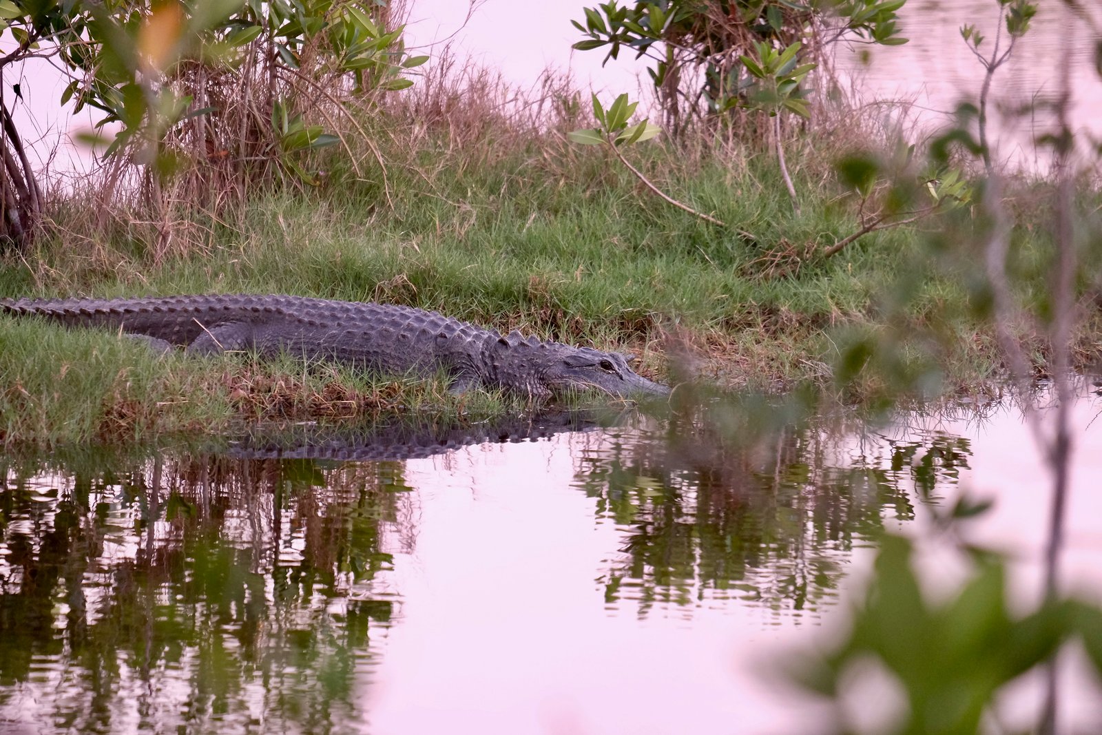 Alligator Alcatraz: Grupos Ambientalistas Demandan a Florida