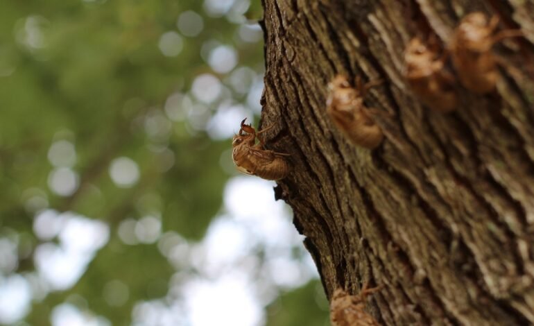 Cigarras en Massachusetts Resurgen Tras 17 Años Bajo Tierra