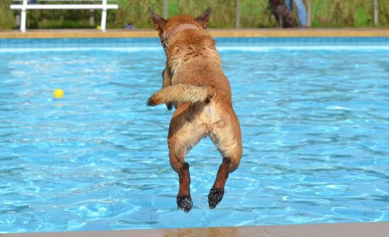 Cómo Proteger a tus Mascotas Durante el Calor Extremo
