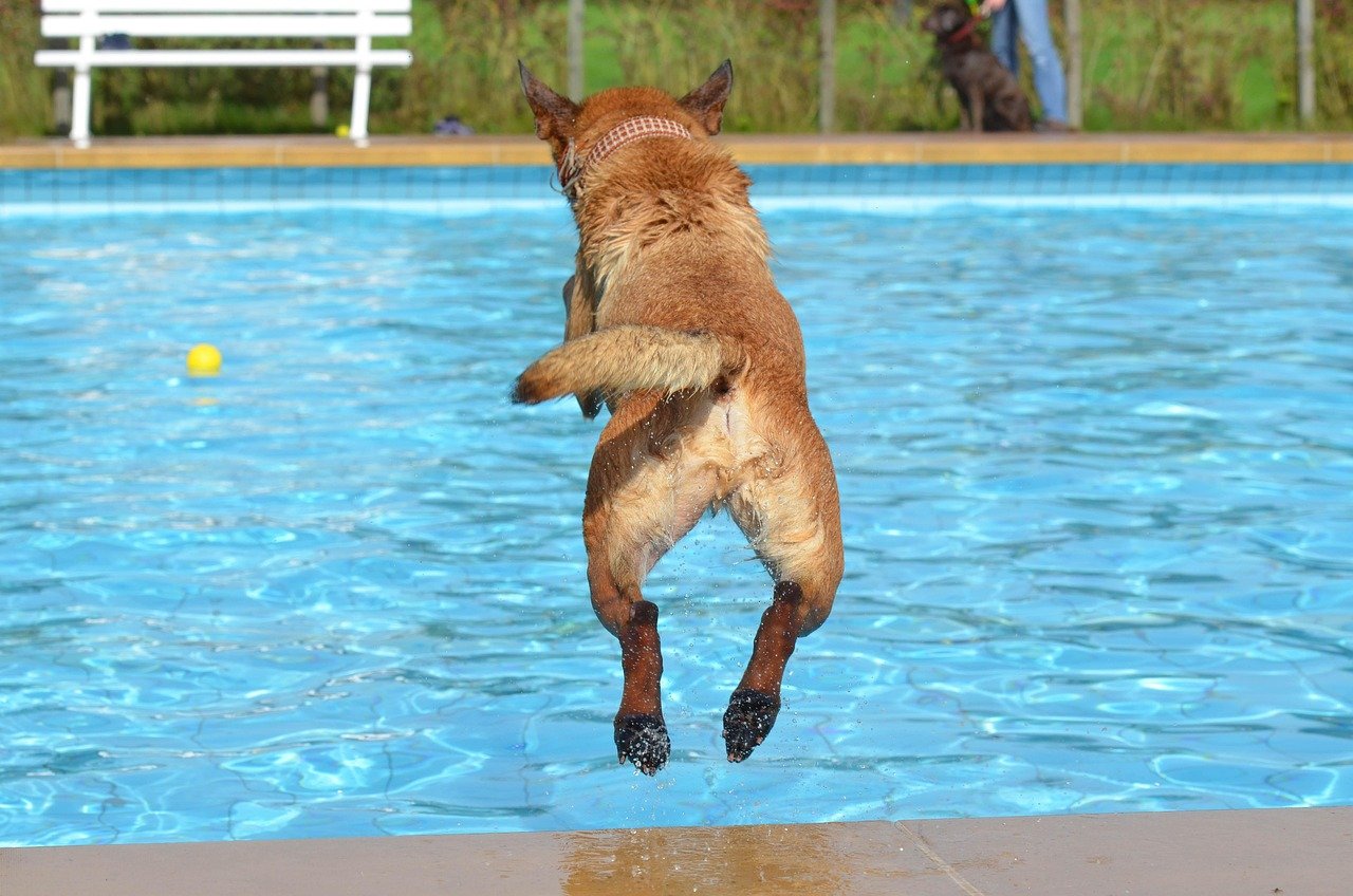 Cómo Proteger a tus Mascotas Durante el Calor Extremo