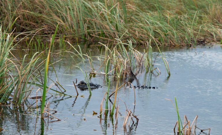 Alligator Alcatraz: Cuestionan legalidad de detenciones