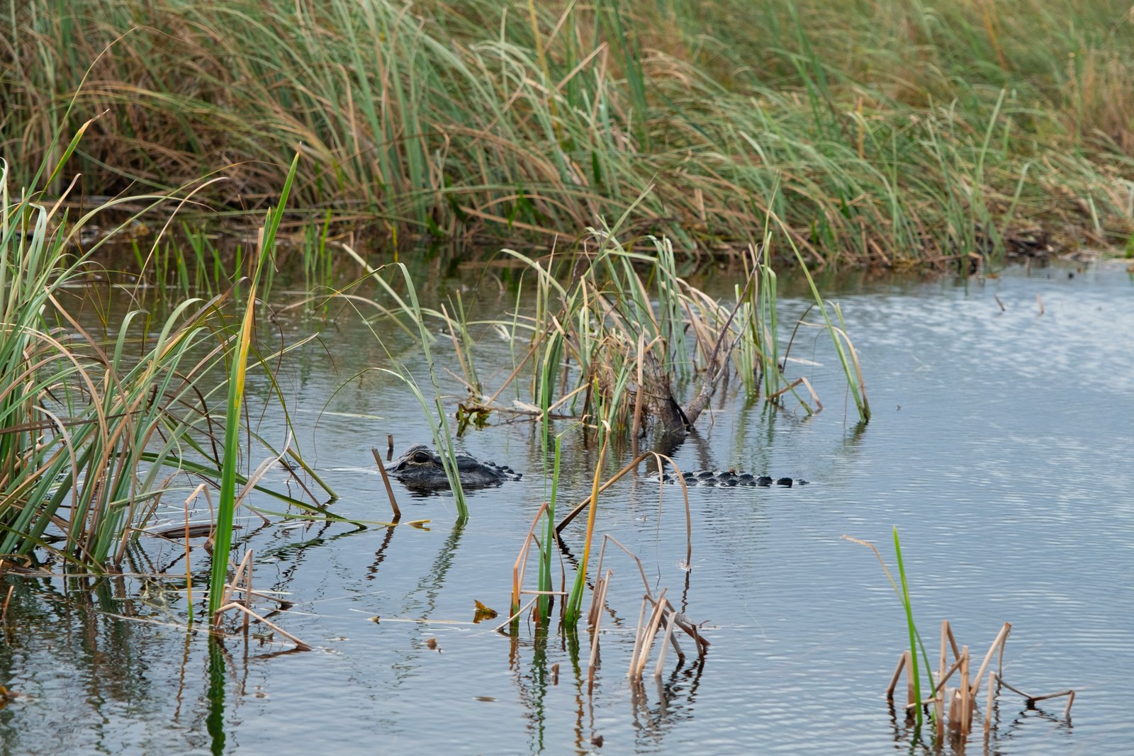 Alligator Alcatraz: Cuestionan legalidad de detenciones
