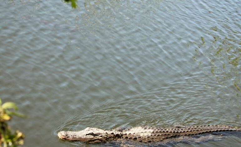 Nueva cárcel para migrantes en los Everglades ¿Qué hay detrás?
