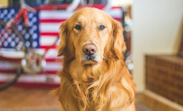 Así celebra Estados Unidos el ‘Día Mundial del Perro’