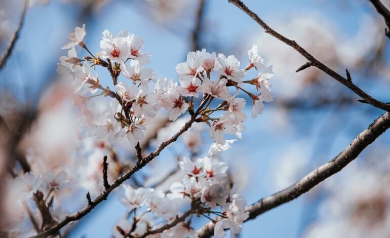 Los Mejores Lugares Para Ver los Cerezos en Flor en Boston esta temporada