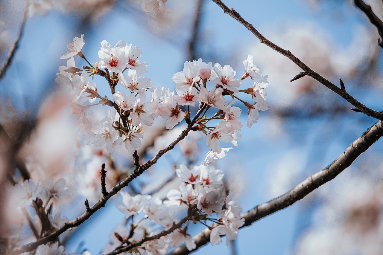 Los Mejores Lugares Para Ver los Cerezos en Flor en Boston esta temporada