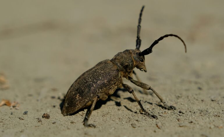 El Chagas se consolida como enfermedad endémica en EE.UU.