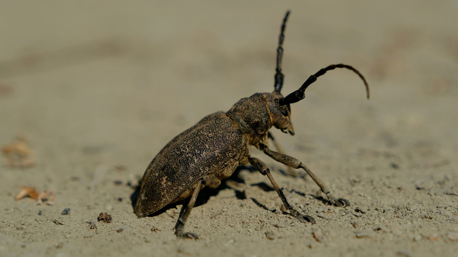 El Chagas se consolida como enfermedad endémica en EE.UU.