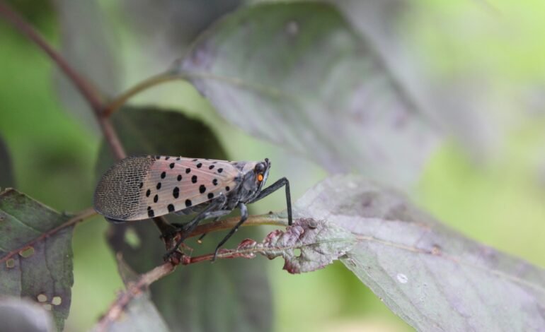 Mosca invasora de linterna se expande en Massachusetts