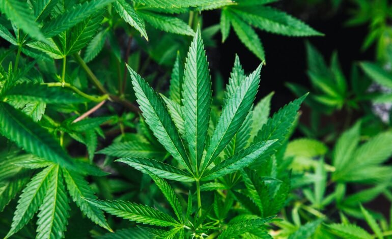 Trump agita debate sobre cannabis con apoyo público y video viral