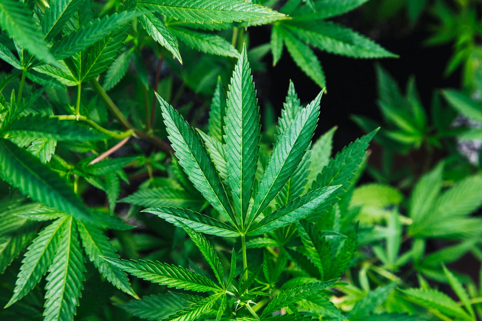 Trump agita debate sobre cannabis con apoyo público y video viral