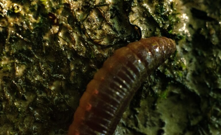 Parásito ‘screwworm’: confirman primer caso en EE. UU